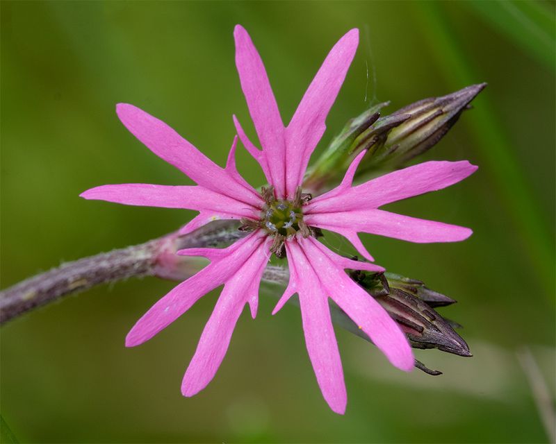 Ragged Robin - Silene flos-cuculi 03-05-25.jpg