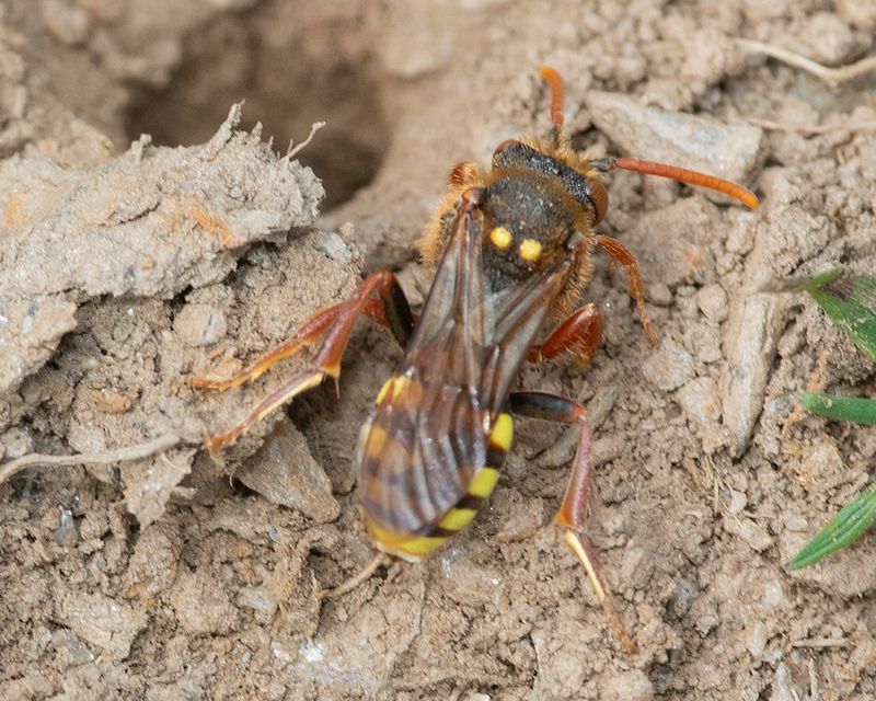 Nomada marshamella - Marshams Nomad Bee 02-05-25.jpg