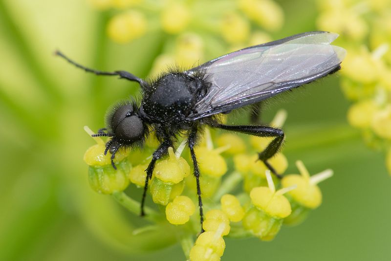 St Marks Fly - Bibio marci 02-05-25.jpg