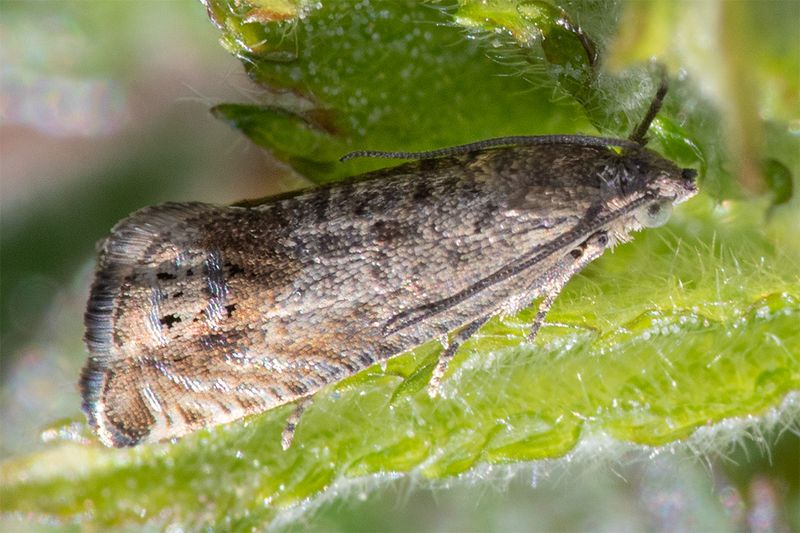 Micro moth - Cydia ulicetana 02-05-25.jpg