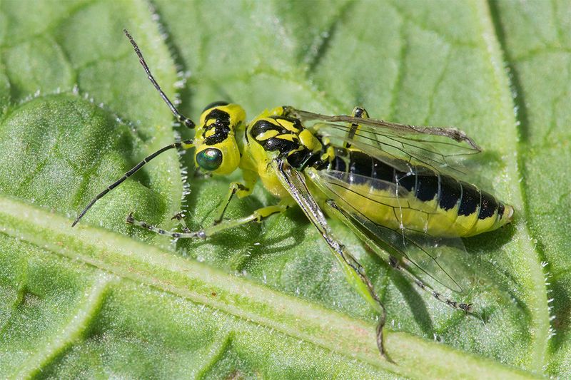 Sawfly - Rhogogaster scalaris - probably 05-05-25.jpg