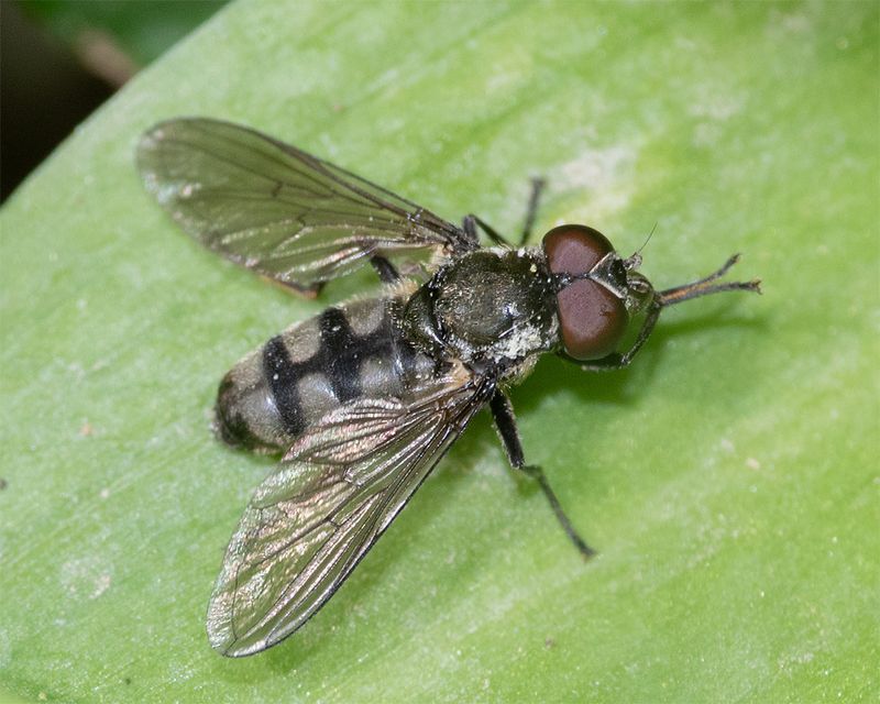 Portevinia maculata m 05-05-25 #4263 copy.jpg