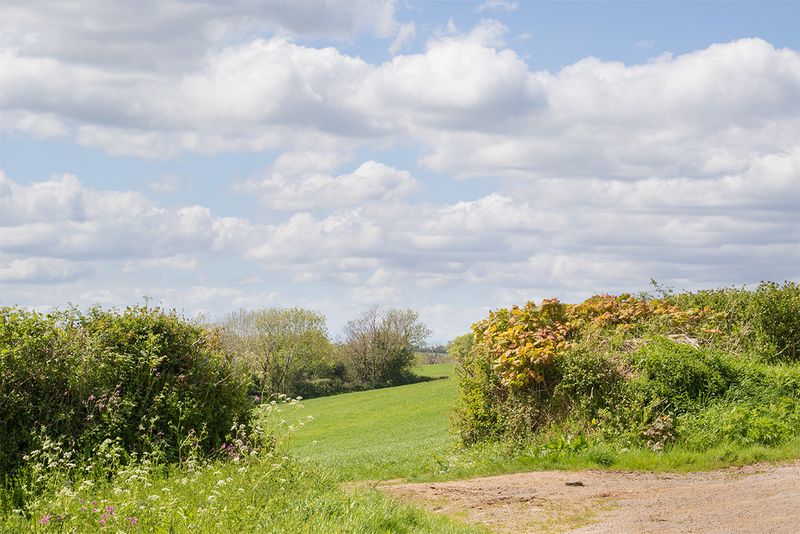 Sunshine with clouds - Watkins Wood 05-05-25.jpg