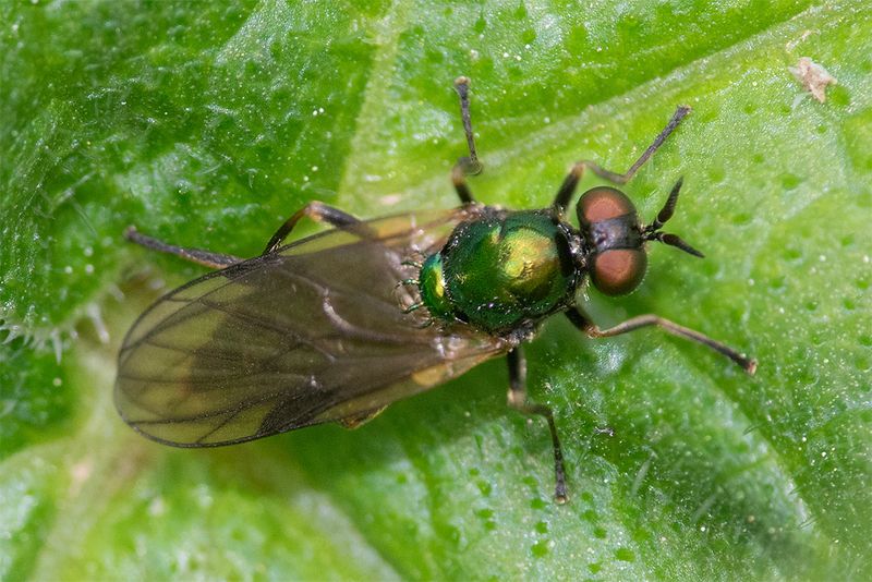Short-horned Black Legionnaire - Beris fuscipes 06-05-25.jpg