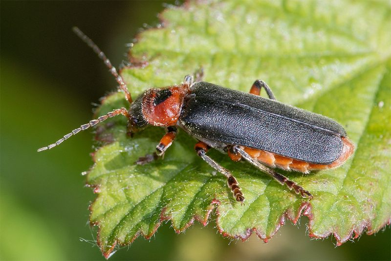Cantharis rustica 07-05-25.jpg