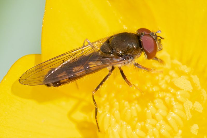 Melanostoma mellinum m 07-05-25.jpg