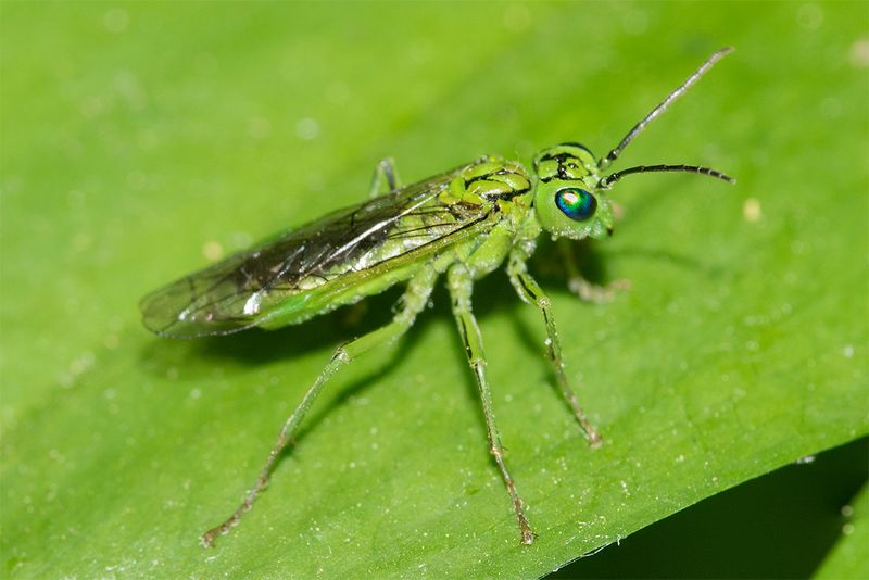 Sawfly - Tenthredo olivacea 07-05-25.jpg