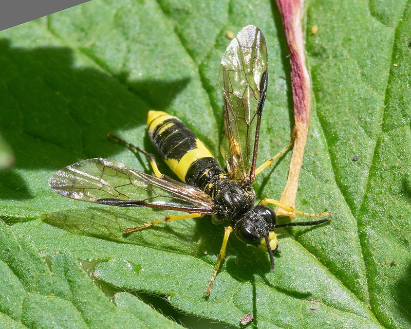 Sawfly - Tenthredo temula 07-05-25.jpg