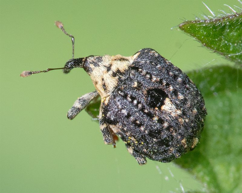 Figwort Weevil - Cionus scrophularia 05-05-25.jpg
