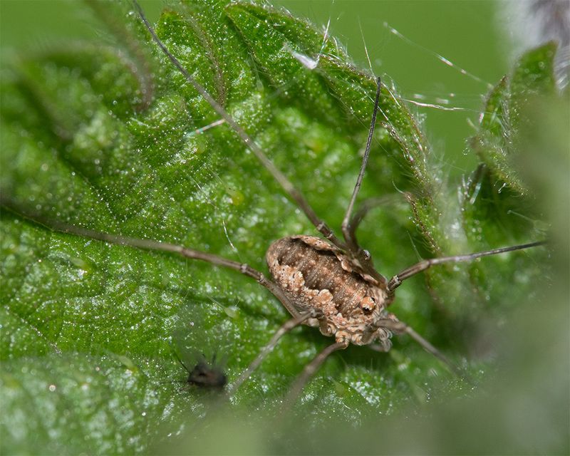 Harvestman - Platybunus triangularis 09-05-25.jpg