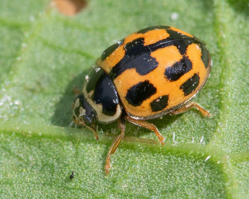 14 spot Ladybird - Propylea 14-punctata 06-05-25.jpg