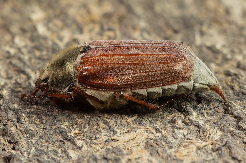 Cockchafer - Melolontha melolontha 09-05-25.jpg