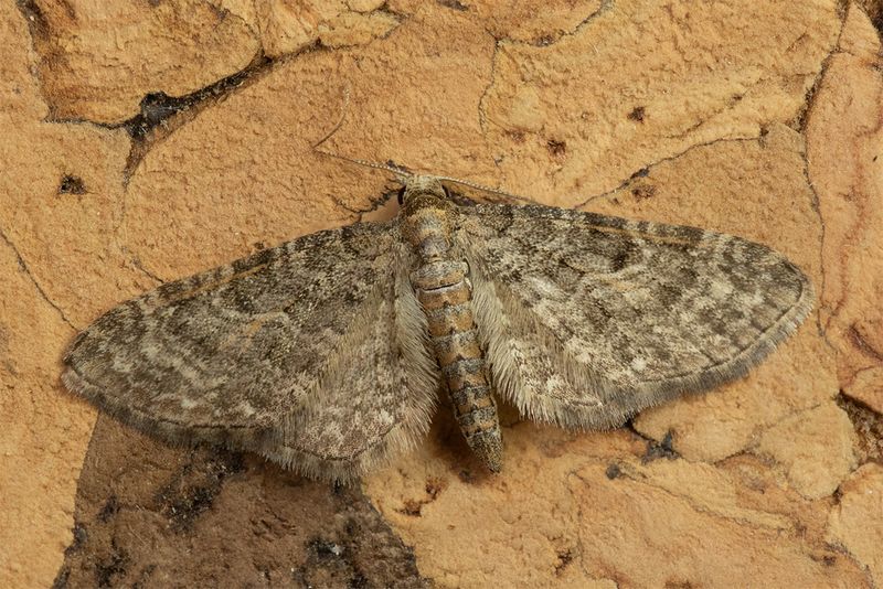 Haworth's Pug - Eupithecia haworthiata 09-05-25.jpg