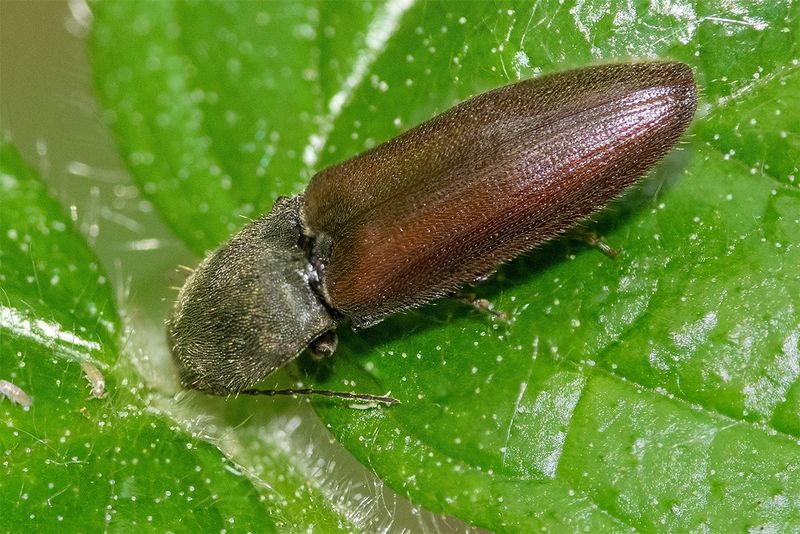Athous haemorrhoidalis 13-05-25.jpg