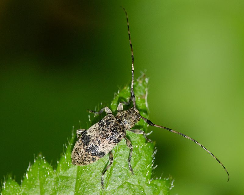 Black-clouded Longhorn Beetle - Leiopus nebulosus/linnei 13-05-25.jpg