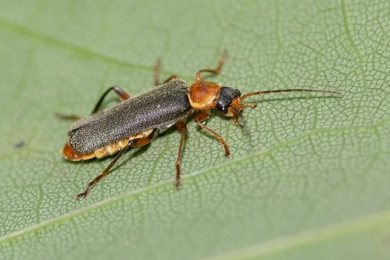 Cantharis nigricans 13-05-25.jpg