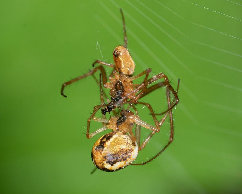 Metellina mengei pair 13-05-25.jpg