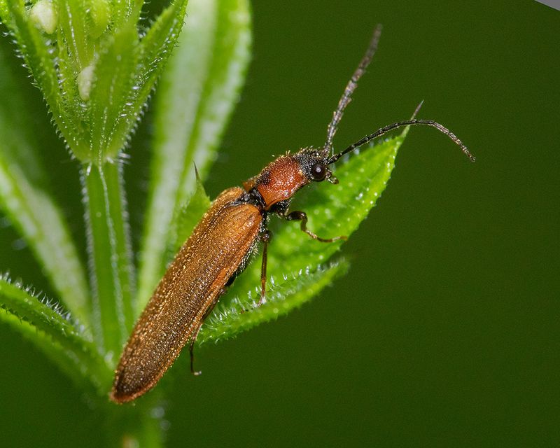 Denticollis linearis 13-05-25.jpg
