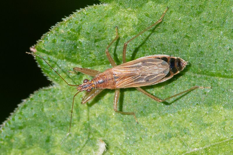 Common Damsel Bug - Nabis rugosus 15-05-25 #2.jpg