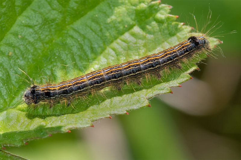 Lackey Moth caterpillar - Malacosoma neustria 15-05-25.jpg