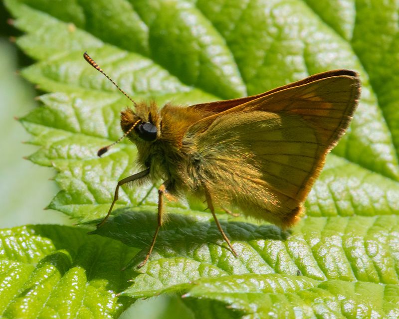Large Skipper - Ochlodes sylvanus 15-05-25.jpg