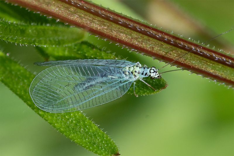 Lacewing - Chrysopa perla 16-05-25 top.jpg