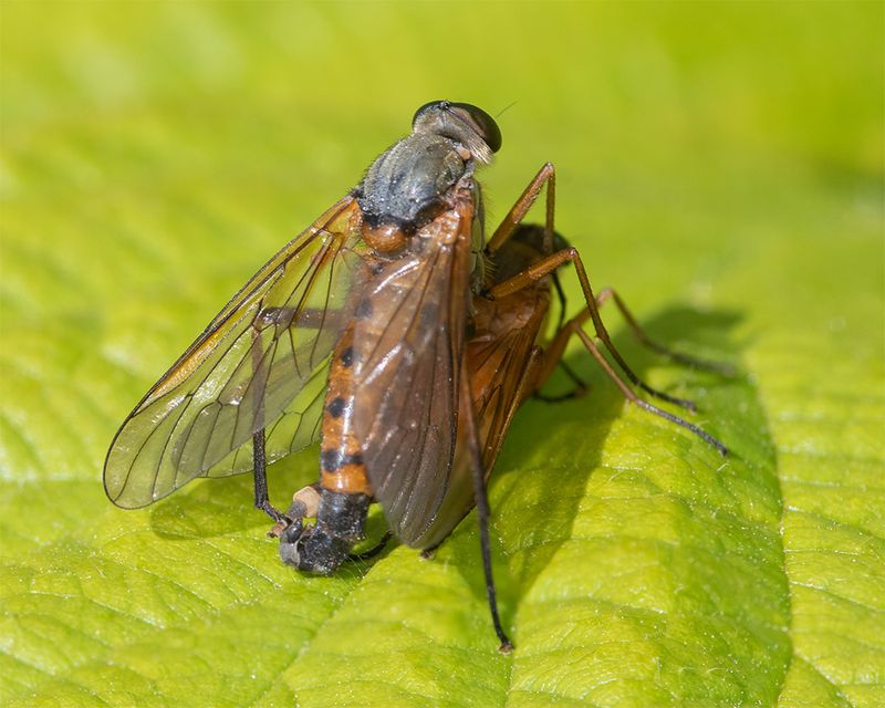 Marsh Snipefly - Rhagio tringarius pair 16-05-25 side.jpg