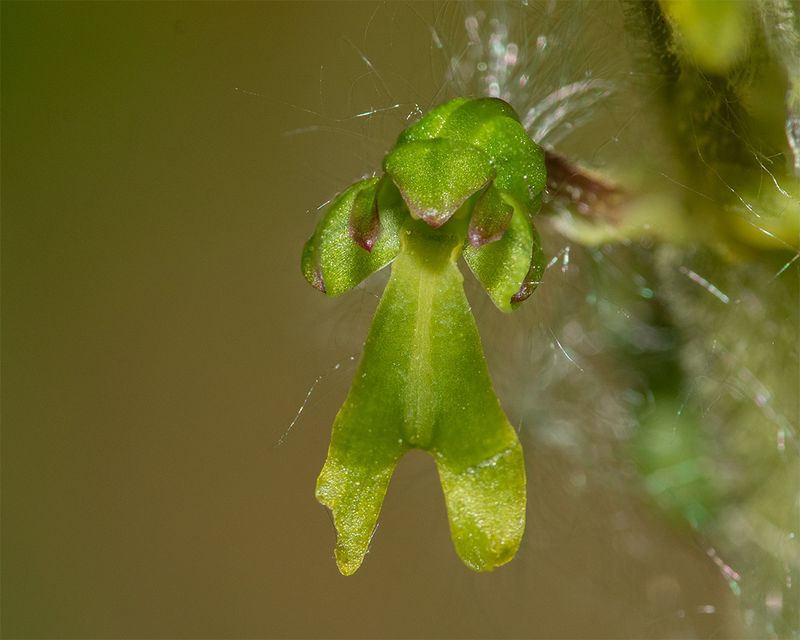 Common Twayblade - Neottia ovata 16-05-25.jpg