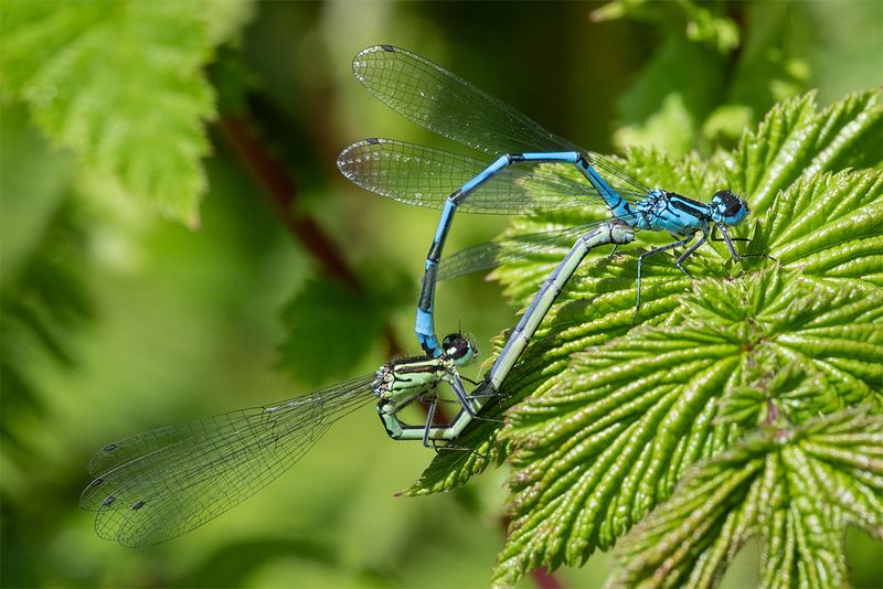 Azure Damselfly - Coenagrion puella pair 16-05-25.jpg