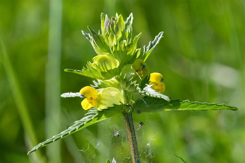 Yellow Rattle - Rhinanthus minor 15-05-25.jpg