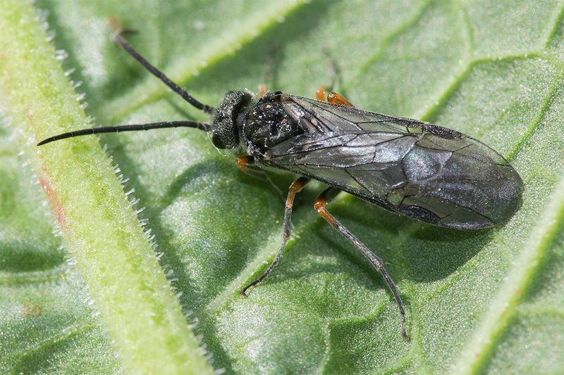 Sawfly - Caliroa sp poss 15-05-25 top.jpg