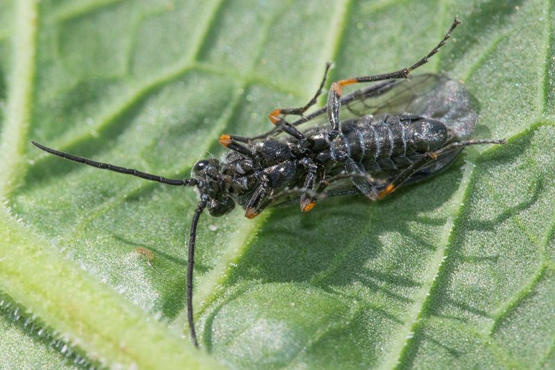 Sawfly - Caliroa sp poss 15-05-25 underside.jpg