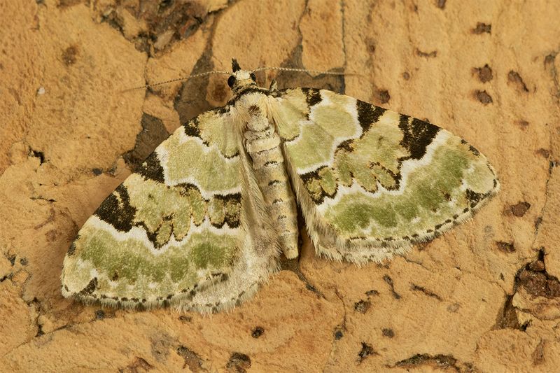 Green Carpet - Colostygia pectinaria 16-05-25.jpg