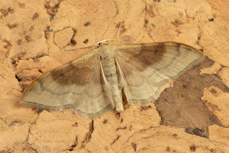 Portland Ribbon Wave - Idaea degeneraria 16-05-25.jpg