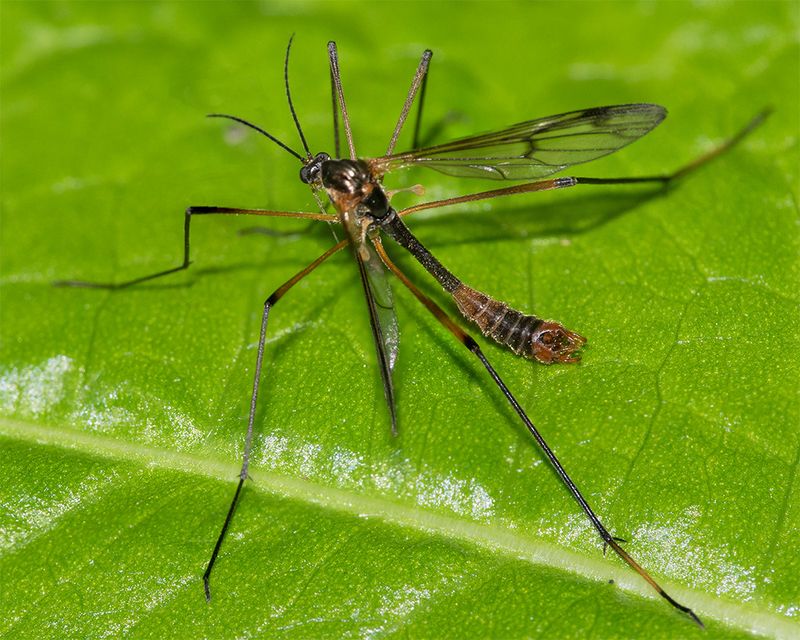 Cranefly - Ptychoptera albimana m 18-05-25.jpg