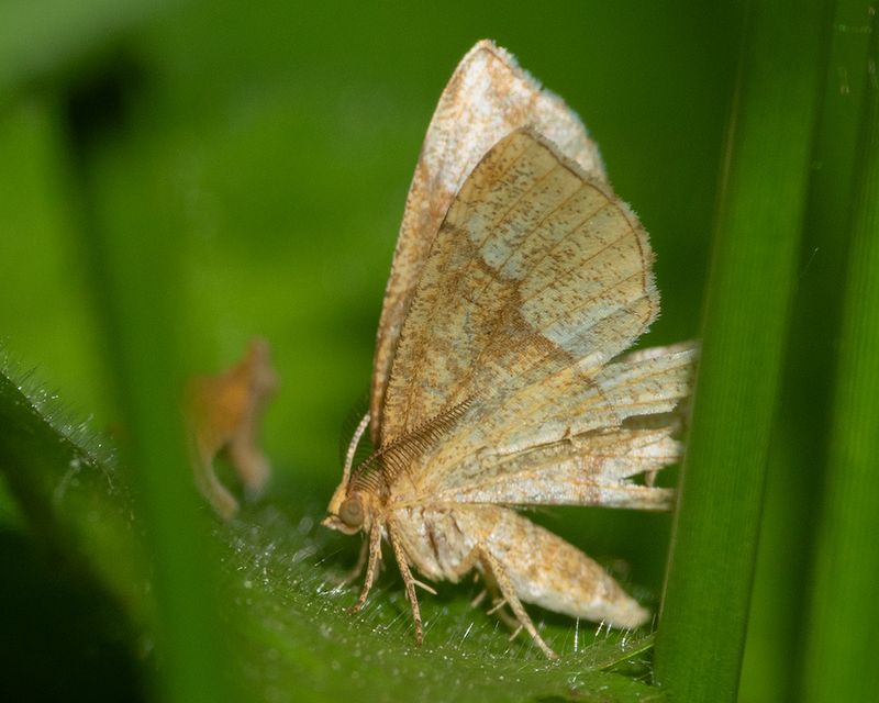 Little Thorn - Cepphis advenaria 18-05-25.jpg