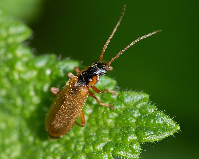 Rhagonycha testacea 18-05-25.jpg