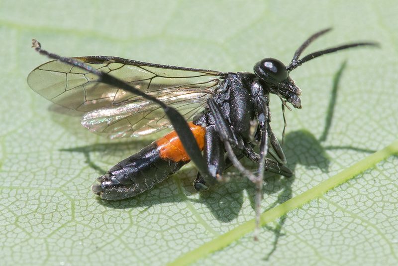 Sawfly - Macrophya annulata 18-05-25.jpg