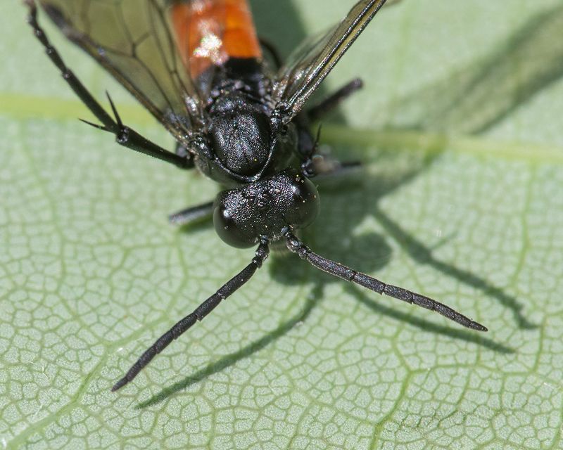 Sawfly - Macrophya annulata 18-05-25 front.jpg
