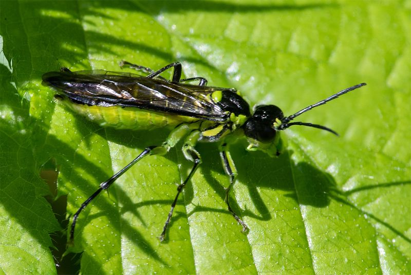 Sawfly - Tenthredo mesomela 18-05-25.jpg
