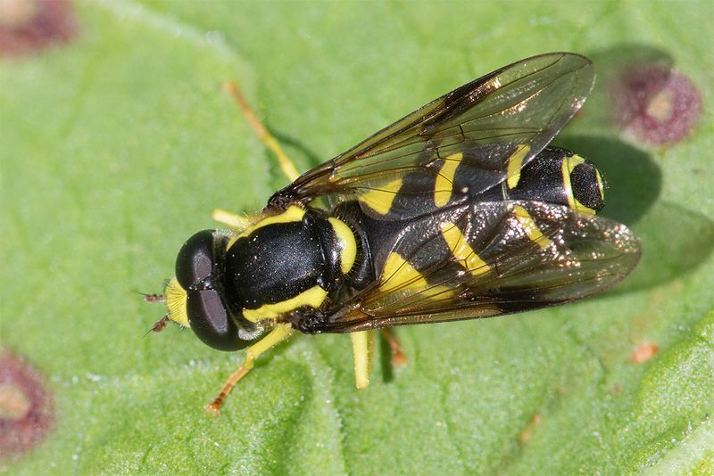 Xanthogramma pedissequum m 18-05-25.jpg