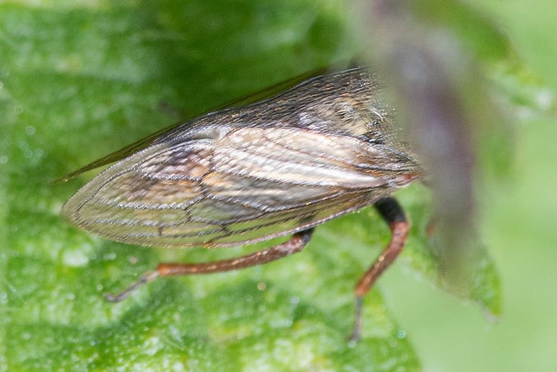 Horned Treehopper - Centrotus cornutus 19-05-25 wing.jpg