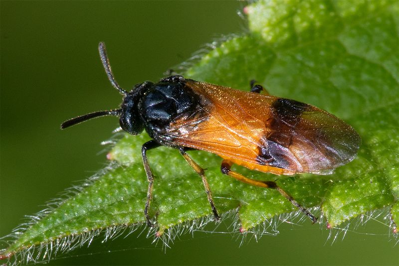 Sawfly - Arge cyanocrocea 19-05-25 #2.jpg