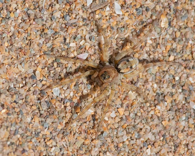 Arctosa perita 20-05-25.jpg
