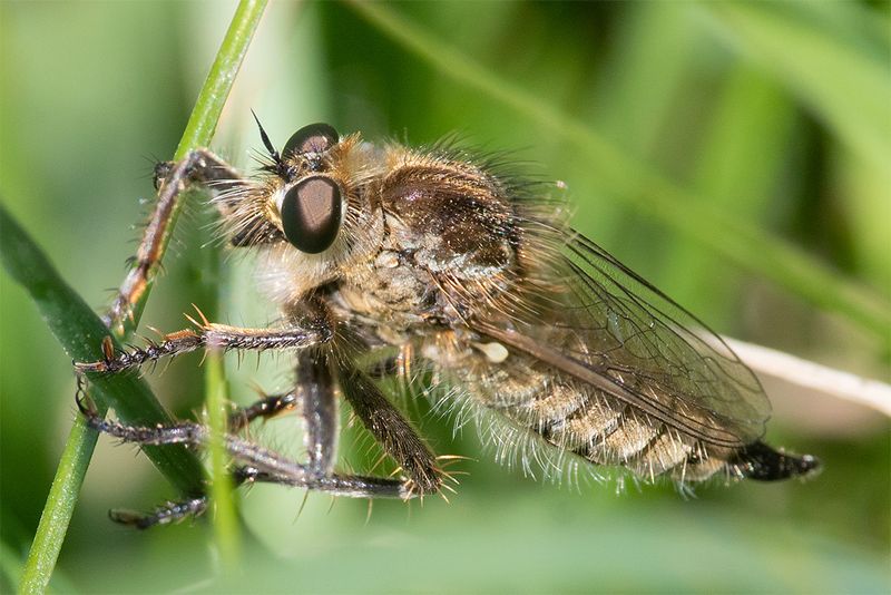Fan-bristled Robberfly - Dysmachus trigonus f 20-05-25.jpg