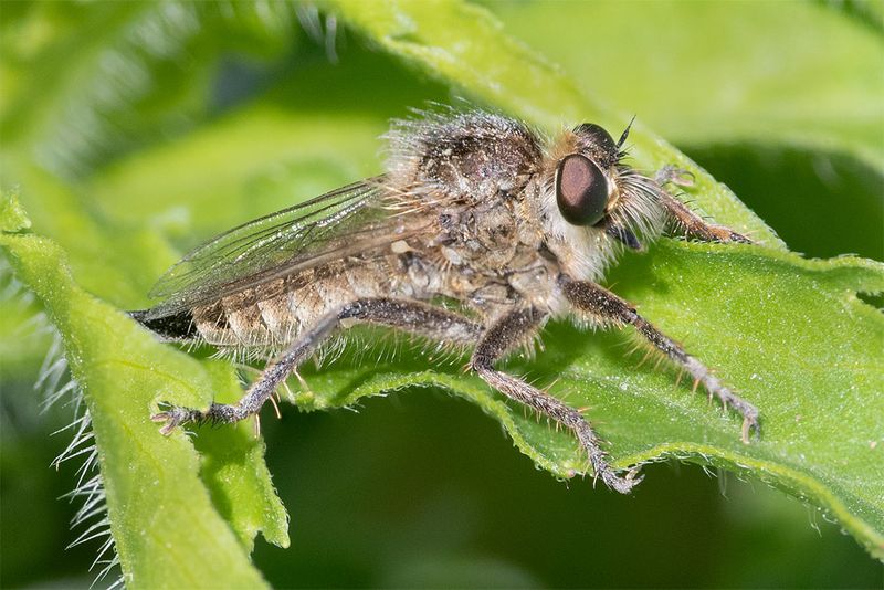 Slender-footed Robberfly - Leptarthrus brevirostris f 20-05-25.jpg