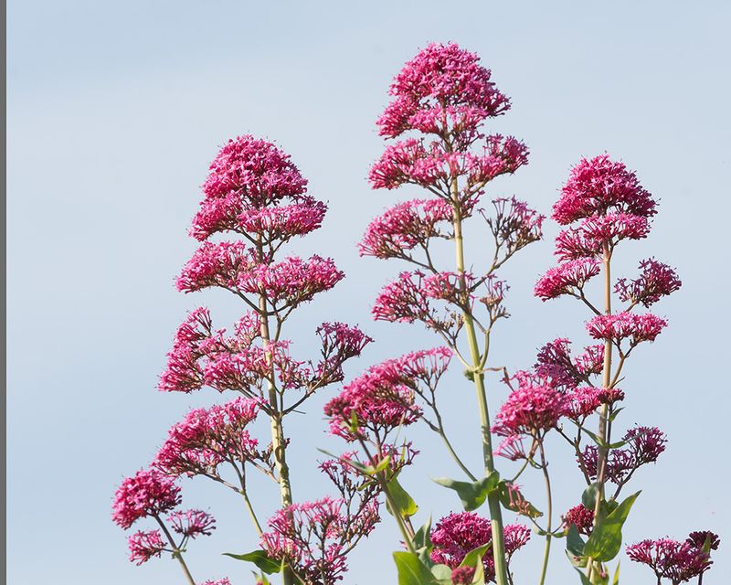 Red Valerian - Centranthus ruber 20-05-25.jpg