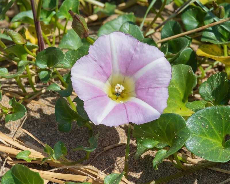 Sea Bindweed - Calystegia soldanella - Bantham 20-05-25.jpg