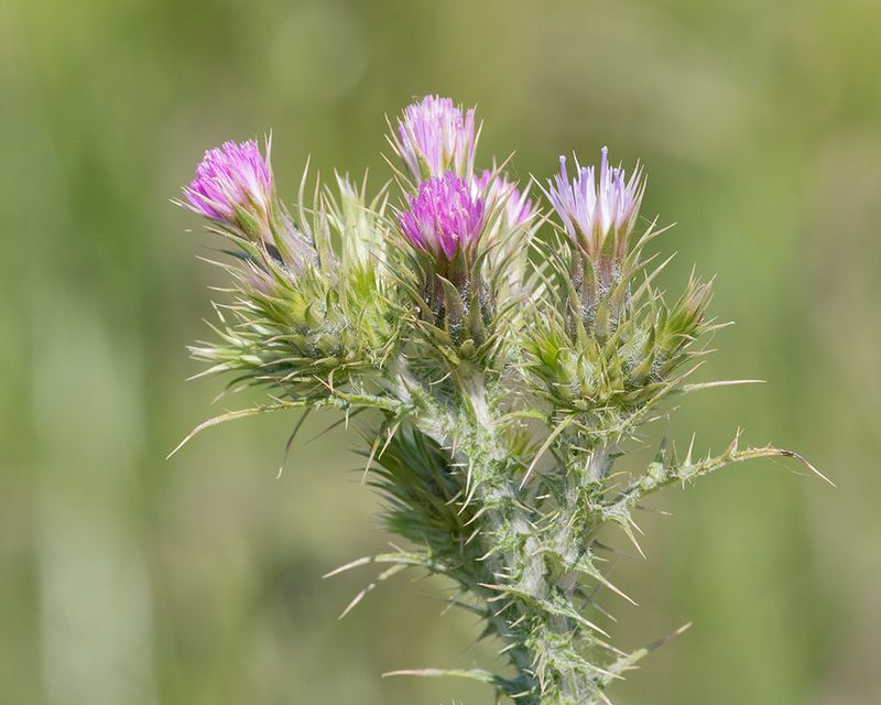 Slender Thistle - Cardus tenuiflorus 20-05-25 Bantham.jpg