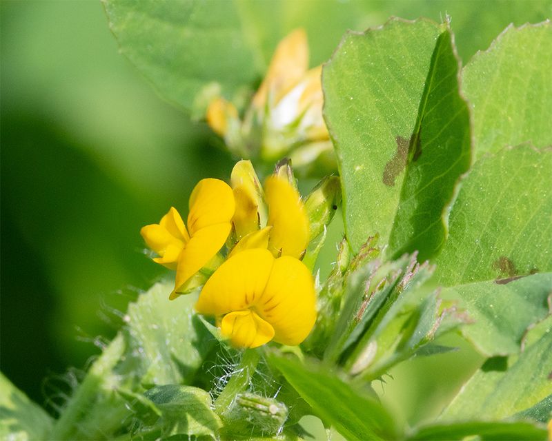 Spotted Medick - Medicago arabica 20-05-25.jpg